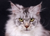 ALLEGIANCE LOVE Maine Coon cattery